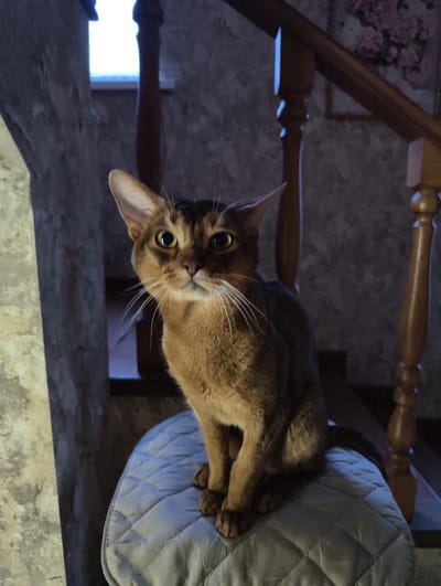 A brown Abyssinian cat with golden eyes sits on a quilted, light blue cushion. The cat is positioned near a wooden staircase with turned spindles. A window can be seen in the background. The location of the image is not possible to determine.