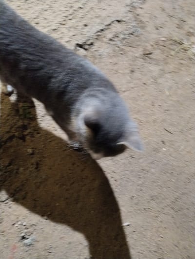 A grey cat walks on a dirt surface. The cat's body is elongated and it seems to be walking towards the bottom right of the frame. It casts a dark shadow on the ground that stretches downwards. The background is a mix of light and dark tones, likely due to lighting conditions on the dirt. The cat is out of focus, lending a sense of movement to the image.