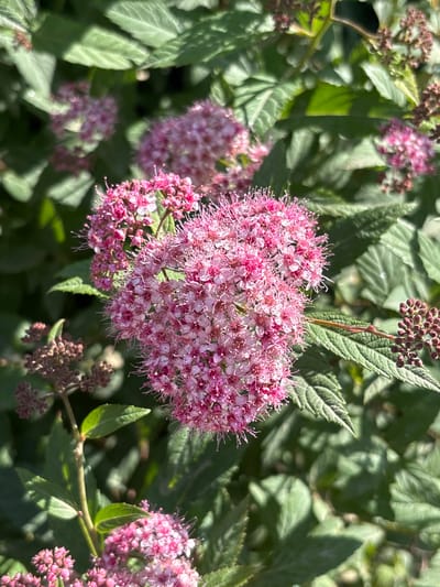 This media file shows a close-up of a flowering shrub with clusters of small, delicate pink flowers. The flowers are arranged in a heart-like shape in the foreground, with other clusters visible in the background. The shrub has green, serrated leaves. Some unopened flower buds are also visible, appearing as small, dark reddish-brown clusters. The lighting suggests it is daytime, with sunlight dappling through the leaves and highlighting the flowers. The overall impression is of a natural, outdoor setting, likely a garden or park. There is no visible text in the image. The location context of Sloboda, Russia, suggests a temperate climate where such flowering shrubs would be common. The image captures the beauty of nature in bloom, evoking a sense of tranquility and the vibrancy of the growing season.