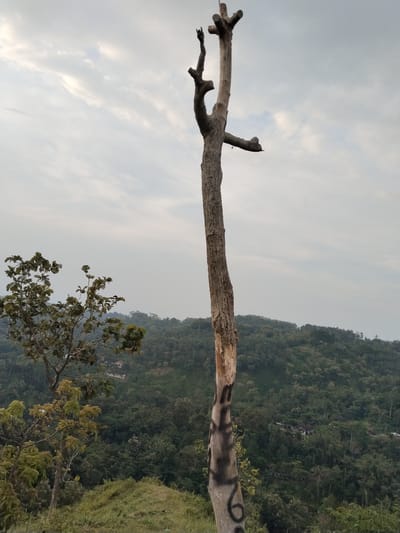 The image depicts a landscape in Menjing, Indonesia. In the foreground is a tall, dead tree with some bark missing near the base. Dark markings are visible on the trunk near the bottom, possibly graffiti. A smaller tree with green leaves stands to the left of the dead tree. In the background, a densely forested hill or mountain stretches across the scene, with occasional buildings visible among the trees. The sky is overcast with a layer of gray clouds. The overall impression is a natural setting with some human influence or alteration.