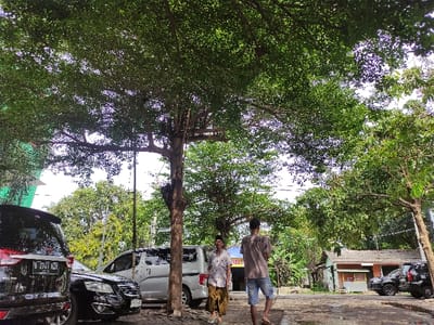 The image, when properly oriented, presents a daytime outdoor scene, likely on a street or pathway lined with trees in a residential or urban green area. Two individuals, appearing to be men or older boys, stand in the mid-ground on a paved surface. The person on the left wears a light-colored t-shirt and shorts, while the one on the right has a lighter top and patterned trousers.
A dense canopy of green leaves from numerous trees dominates the upper and central parts of the frame, with bright, possibly overcast, sky visible through the foliage. Large tree trunks and branches are prominent, suggesting mature trees providing significant shade.
In the background, several vehicles are parked. A black car is clearly visible on the right, displaying a license plate that reads "B 2147 B". Next to it, a white car is parked, and another dark vehicle is partially obscured further back. Behind the parked cars, a building or house with a dark roof can be seen.
The scene conveys a sense of everyday life in a green environment, typical of locations like Kecamatan Asembagus, Indonesia. The time of day is clearly daylight, but no specific activity beyond the people standing is depicted.