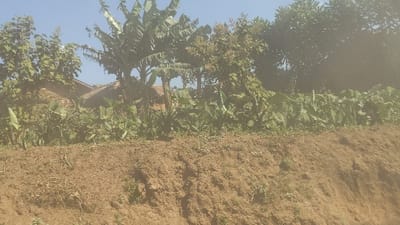 The image shows a dirt embankment in Kirumba, Democratic Republic of Congo, at coordinates -0.656 latitude and 29.183 longitude. There are trees and foliage in the background, including a banana plant, with a partially obscured brick structure visible behind the greenery. The embankment is sloping downward and covered in dry, loose dirt. The scene is deserted and appears to be in a rural, undeveloped area. There are no people or animals visible in the image.