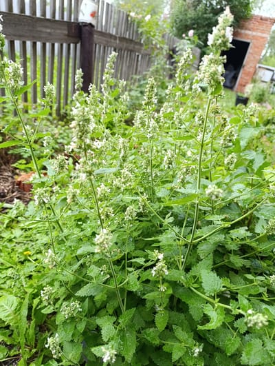 This is a medium shot, eye-level outdoor photograph of a patch of white catnip flowers and green leaves in Novoseletsk, Russia. The plants are the primary subject, filling the majority of the frame. The flowers are small and white, clustered on tall stalks. The leaves are green, serrated, and appear to be wet, suggesting recent rain. In the background, a weathered wooden fence runs horizontally across the image. Behind the fence, a red brick structure, possibly a shed or small building, is visible with a dark opening. Green foliage and a hint of a pink rose are also discernible in the blurred background, contributing to the garden-like atmosphere. The lighting is soft and diffused, indicative of overcast conditions.