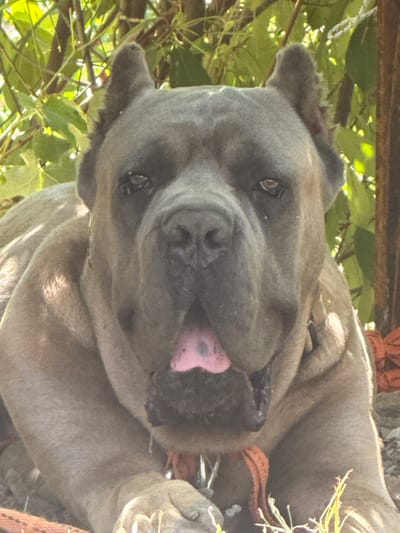 A close-up shot shows a grey dog, likely a Cane Corso, lying down outdoors. The dog's head and upper body are visible, with its mouth open and tongue, which is pink, protruding. The dog is wearing an orange collar. The background consists of green foliage and brown tree branches, suggesting a natural, possibly rural setting. The lighting indicates it is daytime, with sunlight filtering through the leaves, creating dappled shadows on the dog's fur. The ground beneath the dog appears to be dirt and possibly some rocks. There are no people or other animals visible in the frame. The dog's expression is relaxed, with its eyes looking slightly upwards.