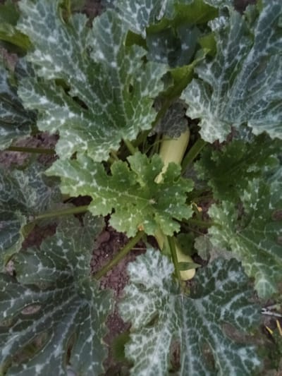 This media file is a close-up, overhead shot of a zucchini plant growing in the ground. The zucchini plant has large, green leaves with a distinctive pattern of lighter green or white markings. Several zucchini fruits are visible, appearing pale green and elongated, nestled amongst the foliage. The plant is growing in dark soil, with some dried leaves and debris on the ground. The lighting suggests it might be overcast or late in the day, as there are no strong shadows. The image appears to have been taken outdoors in a garden or farm setting. There is no visible text in the image. The scene is one of natural growth and cultivation.