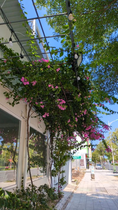The image shows a building adorned with a bougainvillea plant, likely located in the city of Phan Rang – Tháp Chàm, Vietnam. The plant has pink flowers and green leaves, covering parts of the building's exterior, including a window. A metal structure with light bulbs is also visible, positioned next to the building. The sky is clear and blue, and there is a sidewalk or street nearby, with some trees and other plants visible.