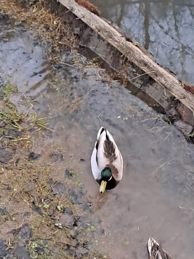 The image shows a mallard duck resting on the edge of a muddy bank and water in Vzglyadnevo, Russia. The duck has a green head and yellow bill, and the water is murky with visible plant life. A weathered wooden structure sits along the edge of the water. Another bird, likely of the same species, can be seen slightly out of focus in the water. The surrounding area appears to be a natural, somewhat overgrown environment.