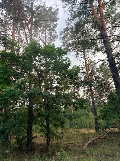This is a full-frame, eye-level, vertical shot of a dense forest interior. The foreground is dominated by the trunks and dense green foliage of deciduous trees, with lighter green leaves in sharp focus. Beyond them, tall, slender pine trees with reddish-brown bark and sparse needles recede into the background. The ground is covered in dry grass and a fallen, gnarled tree branch. The sky is overcast and pale. The scene appears to be located in the Babavicki rural area of Belarus.