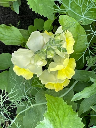 A cluster of yellow and white snapdragons are in full bloom, surrounded by lush green foliage. The flowers are the main subject of the image, with their delicate petals and intricate structure. The backdrop consists of various green leaves, some of which are serrated. The overall scene is that of a vibrant garden, possibly in the city of Petrushenko, Russia, given the context. There are no people or animals present in the image. The lighting suggests it is daytime, with soft shadows indicating an overcast sky or partial shade.