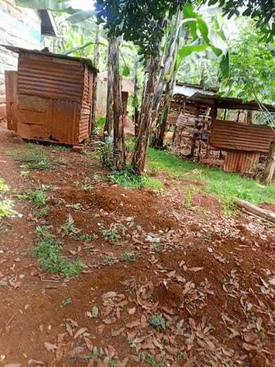 The scene depicts an unpaved outdoor area in the city of Kiangochi, Kenya, characterized by reddish-brown earth with sparse green vegetation and scattered dry brown leaves. On the left, a small, weathered, rectangular structure is visible, constructed primarily from heavily rusted corrugated metal sheets, appearing to be a basic dwelling or utility building. Part of a lighter-colored wall is visible behind it. In the midground, several prominent tree trunks, consistent with banana trees, rise vertically, surrounded by abundant green foliage. To the right and further back, another structure, possibly a lean-to or shed, is present, constructed with wooden supports and corrugated metal roofing, with some light-colored fabric or material hanging inside. No individuals are present, and no specific actions or interactions are occurring. The area is illuminated by natural daylight, suggesting an outdoor, vegetated environment.
