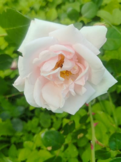 A close-up, top-down view of a single, pale pink rose in full bloom is presented. The rose is positioned slightly off-center to the left, with its petals unfurling towards the right. The center of the rose reveals delicate, yellow stamens. The background consists of a blur of vibrant green foliage, suggesting a garden setting. A thorny stem is visible to the right of the rose, extending downwards. The image appears to have been taken outdoors. There is no indication of the city of Kashino, Russia, or any people in the image.