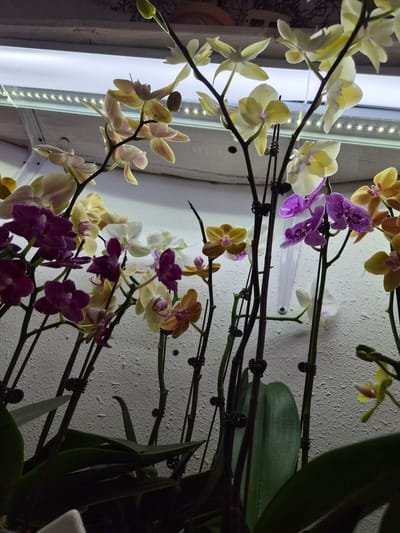 The image displays a cluster of Phalaenopsis orchids in bloom, set against a textured white wall. The orchids exhibit a variety of colors, including pale yellow, white, purple, and a light peach or apricot hue. Their delicate petals and intricate centers are clearly visible, with some flowers fully open and others still in bud.

The orchids are supported by dark stems, which are clipped to thin, dark wires running horizontally across the frame. These wires appear to be part of a support system for the plants, suggesting they are being cultivated indoors. To the left of the orchids, a bright LED grow light, arranged in a linear strip, illuminates the scene, casting a soft glow on the flowers and creating highlights. The background is a rough, off-white textured wall, characteristic of an interior setting. Some of the orchid leaves are also visible, appearing dark green and broad.

The overall impression is one of a carefully cultivated collection of orchids, likely in a greenhouse, grow room, or a well-lit home environment. The lighting suggests it could be any time of day or night, as the artificial grow light is the primary source of illumination. The scene is static, focusing solely on the beauty and detail of the blooming orchids. There is no visible text in the image.