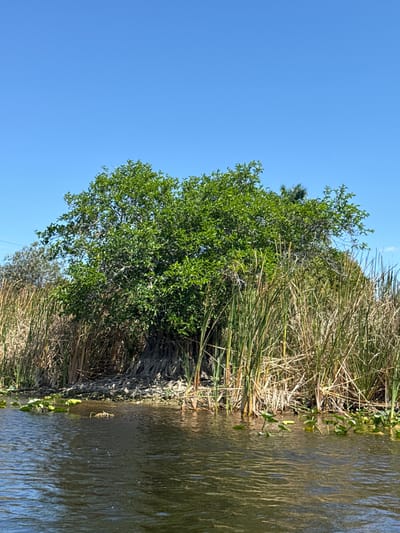 The image shows a portion of a body of water with vegetation along the edge. The water is murky and reflects the sky. Tall reeds and grasses grow along the bank, interspersed with a tree that has dense green foliage. The sky is clear and blue. The location is Weston, United States.