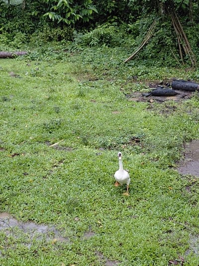 A single white goose walks across a lawn of vibrant green groundcover. The foliage extends to the left, transitioning to a dense wall of dark green leaves. A dark, wet area with charred wood is visible along the edge of the green space, adding contrast. The goose is positioned toward the right side of the frame, facing the viewer.