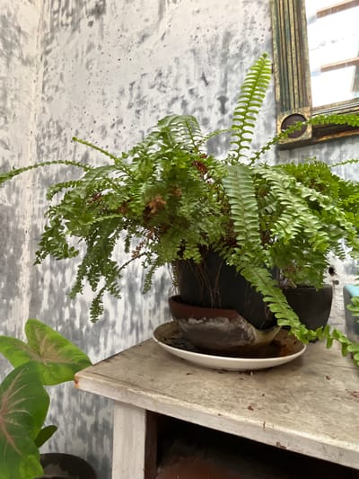 A potted fern plant sits on a weathered wooden surface in Karangkebagusan, Indonesia. The fern is lush and green, with long fronds cascading over the sides of its dark pot. The pot itself rests on a white saucer, which is slightly cracked. The wooden surface appears to be a small table or shelf, also showing signs of age and wear. Behind the plant, the wall is textured and painted in a mottled grey and white pattern, with some areas appearing rough and unfinished. To the right of the fern, a portion of a decorative framed mirror with a gold-toned border is visible, reflecting some light. In the lower left corner of the image, a plant with large, heart-shaped leaves, possibly a Caladium, is partially visible. The overall scene suggests an indoor or sheltered outdoor setting, possibly a veranda or garden area. There are no people present in the image.