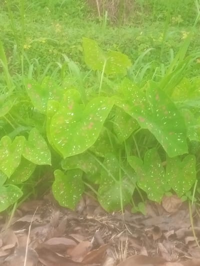 In Amaokpala, Nigeria, a dense cluster of vibrant green caladium leaves, speckled with white and pink markings, dominates the foreground. These heart-shaped leaves are lush and varied in size, overlapping each other. The leaves are growing from the ground, which is covered in a layer of dried brown leaves and some sparse dry grass. In the background, more greenery and tall grasses are visible, creating a natural, outdoor setting. No people or animals are present in the image.