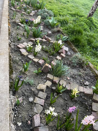 This image depicts a cultivated flowerbed in Drinovo, Bulgaria. The foreground shows a narrow garden plot with dark, cracked soil. Numerous flowering plants, primarily hyacinths, are visible in various stages of bloom, displaying white, light pink, purple, and yellow blossoms. Other green leafy plants, possibly tulips, are interspersed. Irregularly shaped reddish-brown and grey paving stones delineate sections of the flowerbed. A concrete curb or pathway borders the flowerbed on the left. To the right, beyond the flowerbed, is a dense patch of green grass and foliage, and a tree trunk with textured bark is partially visible in the upper right. No individuals or actions are depicted.