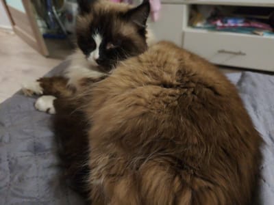 A fluffy, brown and white cat is lying on a gray blanket. The cat's fur is long and thick, with dark brown markings on its face and ears, and white fur on its chest and paws. The cat's eyes are partially closed, and it appears to be resting. In the background, there is a blurry image of furniture, suggesting the cat is indoors. The scene is well-lit, possibly by artificial light, as there is no indication of natural sunlight. The image does not provide any information about the city of Kraskovo, Russia.