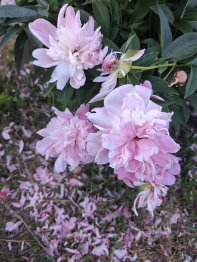 The image depicts a cluster of delicate pink peonies in full bloom, with some fallen petals scattered on the ground below. The flowers are the primary subjects, showcasing their intricate layers of petals. The background consists of lush green foliage and a hint of dry grass or soil, suggesting an outdoor setting. The scene is likely a garden or park, possibly within a residential area or a botanical garden in the city of Вышки, Russia, where such flora is commonly found during the blooming season. There are no people or animals visible in the frame, and no actions or interactions are taking place. The overall impression is one of natural beauty and transient bloom.