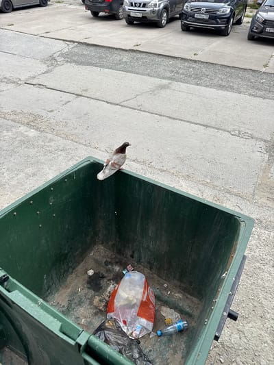 An overhead shot captures a pigeon perched on the edge of a large, dark green dumpster filled with trash. The dumpster is situated on a concrete surface, which appears to be a sidewalk or parking area. Several cars are parked in a row alongside the concrete, with their license plates partially visible. The scene suggests an outdoor urban or suburban environment. The pigeon is a common rock dove, with grey and white plumage. Inside the dumpster, various items of refuse are visible, including plastic bags, a plastic bottle, and other unidentifiable debris. The overall impression is one of everyday life in a populated area. The time of day appears to be daytime, given the lighting, and the weather seems to be fair. No people are visible in the frame. The license plates on the cars display text, such as "E 845".