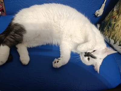 The image shows a white cat with gray and black markings lying on a blue surface, possibly a couch or chair. The cat has one paw tucked up to its face, partially obscuring its eye. A white electrical plug is visible in the upper right corner of the image, near a patterned cushion. The scene appears to be indoors. There is no information about the location in Klintsy, Russia.