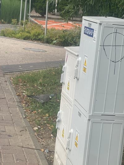 A grey pigeon pecks at the grass near a sidewalk in Konstantynów Łódzki, Poland. The pigeon is positioned to the left of a stack of white utility boxes. The sidewalk is made of light brown pavers and is bordered by a strip of grass. In the background, there are tall green plants, some trees, and an orange running track. One of the utility boxes has a blue label with white text that reads "83-0138-06-01". There is also a hand-drawn black circle with intersecting lines on this box. The sky is not visible in the frame.