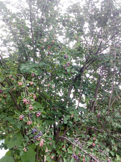 The image shows a dense tree laden with ripening berries. The berries are in various stages of development, ranging from light pink to deep purple. They are clustered together on thin stems, interspersed among the green leaves of the tree. The tree appears to be outdoors, with a bright, overcast sky visible through the branches. There are no people or other visible subjects in the image. The context provided states the location is Altai, Kazakhstan.
