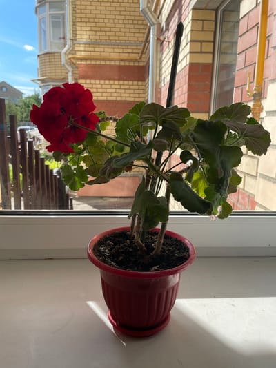 A vibrant red geranium plant, identified as *Pelargonium*, is centered in a red ribbed plastic pot with a matching saucer, positioned on a white windowsill. The plant displays multiple clusters of intensely red, five-petaled flowers with dark centers, and numerous green, lobed leaves exhibiting slight undulations and some reddish coloration on their undersides. A slender black support stake is visible, inserted into the dark soil within the pot. Strong natural sunlight illuminates the scene from the left, casting distinct shadows of the plant and the window frame onto the otherwise clean white windowsill.
The exterior view through the window reveals an outdoor environment in the city of Емельяново, Russia. In the middle ground, a wooden slatted fence stands partially visible. To the right, a multi-story building with a facade of alternating light yellow and reddish-brown bricks is prominent, featuring a metallic downspout and a yellow external gas pipe with a visible valve. To the left, a portion of a lighter-colored building with a dark roofline is discernable in the distance, alongside green foliage and trees under a clear blue sky dotted with sparse white clouds. A white vehicle is faintly visible beyond the fence in the mid-ground.