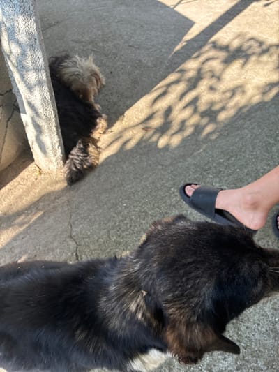 The image presents an outdoor scene captured in Radievo, Bulgaria. A concrete ground surface, marked with minor cracks, is unevenly illuminated by sunlight, producing dappled shadows from overhead foliage. In the upper left quadrant, a small domestic dog, characterized by shaggy black and tan fur, is observed resting behind a rough-textured concrete pillar. In the lower right section of the frame, the dorsal and lateral aspects of a larger domestic dog, predominantly black with discernible patches of brown and white fur, are visible; a small insect is present on its fur. Adjacent to the larger dog, a human left foot, enclosed in a black slide sandal, rests on the concrete.