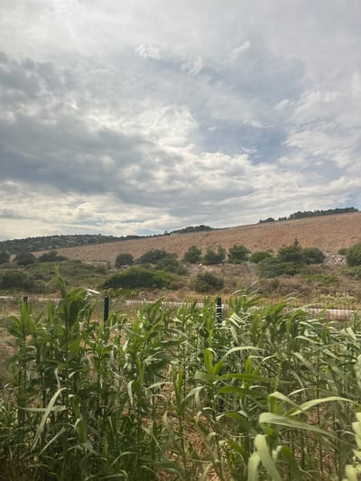The image depicts an outdoor scene with a focus on a landscape under a cloudy sky. The sky is filled with dramatic, greyish-white clouds, suggesting either a partly cloudy day or the approach of inclement weather.
In the foreground, lush green vegetation, possibly tall grass or reeds, dominates the right side of the frame. The plants are dense and appear to be swaying slightly, adding a sense of movement to the scene. Behind the vegetation, a wire fence runs horizontally across the image, indicating a boundary or enclosure.
Beyond the fence, the landscape transitions to a dry, barren field or hillside. The ground is a pale brown or ochre color, with sparse patches of green shrubbery and scattered trees dotting the terrain. The terrain rises towards the horizon, suggesting a gentle slope or a distant hill. The overall impression of the landscape is arid and rugged.
Further in the background, a line of trees forms a dark silhouette against the lighter sky along the crest of the hill. The composition is oriented vertically, with the sky taking up a significant portion of the left side and the landscape and vegetation filling the right. There are no people or specific objects of interest visible in the scene, and no text is present. The time of day appears to be daytime, but the cloudy conditions obscure direct sunlight. The location context points to Salses-le-Château, France, which might explain the arid-looking landscape, potentially indicative of a Mediterranean climate.