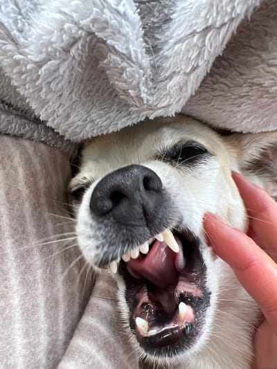 The image shows a close-up, low-angle shot of a white dog's face and mouth, partially obscured by a gray fluffy blanket. A person's hand is visible at the top of the frame, gently pulling back the dog's lips to reveal its teeth and tongue. The dog's mouth is open, showing its gums, teeth, and pink tongue. The dog has dark eyes and a black nose with some white fur around its snout. The background consists of the gray blanket and a neutral-colored surface, possibly another blanket or cushion. The lighting suggests an indoor setting. No text is visible in the image.