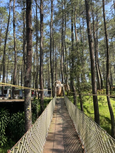 This detailed image depicts a sunlit pine forest scene in Cikole, Indonesia. A prominent suspension bridge, constructed with a light-colored rope netting railing on both sides and a wooden pathway, extends from the lower foreground towards the center, slightly off-center to the right. The bridge's path is marked by sharp, geometric shadow patterns cast by the netting, indicative of direct overhead sunlight. Yellow, thick support ropes are visible running along the top of the bridge's structure.

The environment is characterized by numerous tall, slender pine trees with dark, textured bark and green needle-like foliage, extending upwards to fill the majority of the frame. A clear, light blue sky is visible between the tree canopy.

To the left of the bridge, a raised wooden deck platform is situated amidst the trees. On this platform, multiple structures built from repurposed shipping containers are visible, appearing to serve as commercial or recreational spaces. One container has an open section, revealing an interior and a few white chairs on the adjacent deck. Several individuals are present on this platform; one person is clearly wearing a red shirt, and others are less distinct. A dark speaker unit is positioned near the edge of the platform. Dark green, lush foliage grows densely beneath and around this platform.

At the far end of the bridge, towards the right, a large, distinctive architectural element resembling a dome or beehive, constructed from textured natural materials (possibly stacked logs or stones), is visible. The ground surrounding the bridge and the structure to its right is covered with vibrant green grass, sloping gently upwards. The overall lighting is bright and clear, with strong shadows indicating a sunny day.