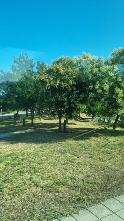 The image shows a park with several trees and a pathway. The grass in the foreground is a mix of green and dry patches. The trees have dense foliage, with some showing yellowing leaves, suggesting it might be autumn. There are several wooden posts scattered throughout the park, possibly for marking boundaries or as decorative elements. A yellow hose or pipe is visible lying on the grass, snaking its way through the scene. In the background, there is a road or path with a metal fence and more trees. The sky is a clear, bright blue. The image appears to be taken from inside a vehicle, as evidenced by the reflection and slight distortion on the left side of the frame, with faint text reading "221 TOURS" visible in the upper left corner. The presence of the text "221 TOURS" strongly suggests the location is within the city of Larissa, Greece, as this is a known tour operator in the area.