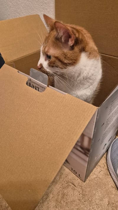 An orange and white cat is sitting inside a cardboard box. The box is open, and the cat is looking out of it. The cat's head and upper body are visible. The cat has orange fur on its head and back, with white fur on its chest and face. The cat's eyes are blue. The box is made of brown cardboard and has some text and graphics printed on it. A portion of a light blue sneaker is visible in the lower right corner of the image. The background is a plain, light-colored wall and another brown cardboard surface. The scene appears to be indoors, possibly in a home or storage area. There is no discernible indication of the location in Miltenberg, Germany.