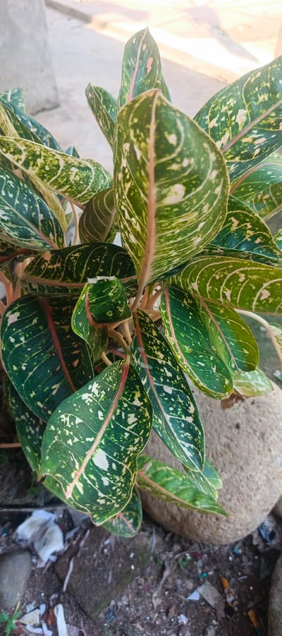A close-up, vertical, eye-level shot showcases a vibrant Aglaonema 'Siam Aurora' plant in Pulodrienbeukah, Indonesia. The plant features large, lance-shaped leaves with striking patterns of deep green, lime green, and white. A prominent pink midrib runs through each leaf, adding a splash of color. The leaves are arranged in a dense cluster, with some slightly curled and others reaching outwards. The background is out of focus, but suggests an outdoor setting with a rough, light-colored stone to the right and a patch of dirt with debris at the bottom. The lighting appears to be natural daylight, casting a soft glow on the foliage. No people or actions are depicted.