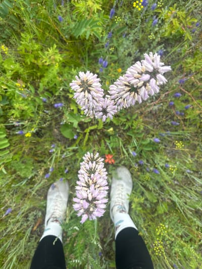 The image, taken from a top-down perspective, shows a person's legs and feet standing in a field of green grass and wildflowers. The person is wearing white athletic shoes with white socks that have a colorful pattern near the top. Black leggings are visible below the socks.
In the foreground and midground, there are several clusters of light purple flowers with spiky petals. In the background, various smaller wildflowers are visible, including small yellow flowers and clusters of tiny blue flowers. The overall environment appears to be a natural outdoor setting, likely a meadow or field.
There is no specific indication of the location within the city of Shida, Russia, in the image itself. The scene is static, with no discernible actions or interactions taking place. The lighting suggests it might be daytime.