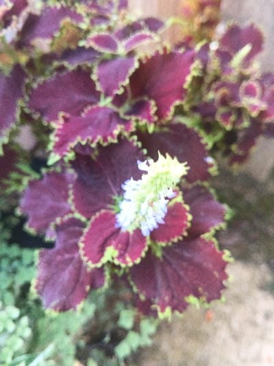 A close-up image depicts a flowering Coleus plant (Plectranthus scutellarioides) in Kon Tum, Vietnam. The plant's leaves are prominently dark reddish-purple, exhibiting distinct bright green, serrated, ruffled margins. Multiple such leaves are arranged in a dense cluster, dominating the frame. Centrally positioned, an inflorescence emerges, characterized by a cluster of small, light lavender-white tubular flowers at its base, transitioning upwards into spiky, light green bracts or developing floral structures. The immediate background is uniformly out of focus, presenting indistinct blurred green foliage and light brown or tan ground textures. No human or animal subjects are present, and no specific actions or interactions are depicted.