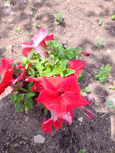A close-up, high-angle shot shows a cluster of red and pink petunia flowers blooming in dark, loamy soil. The flowers are vibrant, with some fully open and others in bud. The petals are delicate and trumpet-shaped, with some showing a gradient of color from deep red to pale pink. The surrounding foliage is lush and green. The soil is mostly bare, with small green sprouts and a few scattered pebbles. The lighting suggests it is daytime, with shadows cast on the ground, indicating the sun is shining. The overall scene evokes a feeling of natural beauty and growth, suggesting a garden or a naturalized area in Кашка-Суу, Kyrgyzstan. There is no visible text in the image.