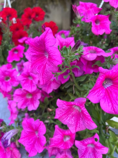 The image displays a close-up, overhead view of a cluster of vibrant pink petunias, with some red flowers visible in the background. The flowers are the primary subjects, filling most of the frame. The petunias have delicate, trumpet-shaped blooms with prominent, darker pink veins radiating from their centers. Their petals appear soft and slightly ruffled. Some of the petunia buds are still closed, a deep purple color, and are surrounded by green foliage. In the lower left quadrant, a scattering of bright red flowers, also possibly petunias, adds a contrasting splash of color. The lighting suggests it is daytime, and the scene appears to be outdoors, possibly in a garden or a hanging basket, given the dense clustering of the flowers. There are no people or text visible in the image. The overall mood is one of natural beauty and the vibrancy of blooming flowers. The location context provided is Fontanka, Ukraine.