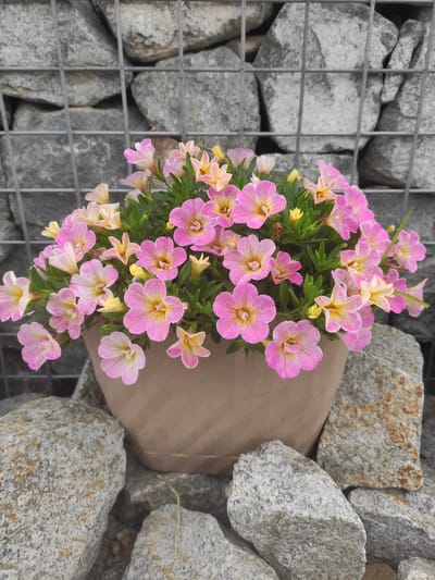 A potted plant with pink and yellow flowers sits in front of a gabion wall filled with large gray stones. The pot is brown and appears to be made of paper or cardboard. Several gray rocks are arranged around the base of the pot. The image was taken outdoors on a cloudy day. The location is Prokhladnoye, Russia. There are no people visible in the image.
