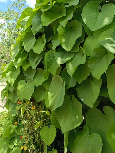 The image shows a dense wall of vibrant green heart-shaped leaves of a climbing plant, possibly a morning glory or sweet potato vine. The leaves are large and have a slightly glossy texture, with visible veins. Some leaves are casting shadows on others, indicating direct sunlight. In the lower left portion of the image, a few small, delicate flowers are visible, some orange and some yellow, interspersed with thinner vines and seed pods. Behind the main vine, a blurry background reveals a tree with lighter green foliage against a bright blue sky with some wispy white clouds. The ground area in the lower left is out of focus, but appears to be a path or paved area. The scene is located in Elizavetino, Russia. There are no people or animals present in the image, nor are there any explicit actions or interactions depicted. The focus is solely on the lush vegetation.