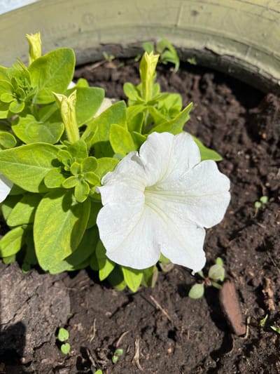 A white petunia flower is in full bloom in a planter. The plant has bright green leaves and several yellow buds. The planter is filled with dark soil, and small green seedlings are visible around the base of the petunia plant. The planter appears to be made of a textured, light-colored material, possibly a recycled tire. The scene is outdoors, with natural lighting casting shadows. The specific location in Zhigalovo, Russia, is not discernible from the image alone.