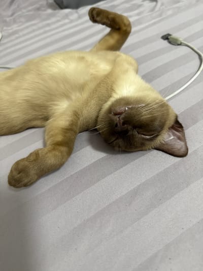 A close-up shot shows a Siamese cat sleeping on its back on a striped grey fabric, possibly a bedsheet. The cat's eyes are closed, its mouth is slightly open revealing a bit of its teeth, and its whiskers are prominent. One of its front paws is extended upwards, while the other is bent at the elbow. The cat has light brown fur with darker brown points on its ears, face, and paws. A white charging cable with a grey connector is visible in the upper left corner of the image, lying on the same fabric. The lighting suggests it's likely daytime or indoors with artificial light. The setting appears to be a domestic environment in Sohren, Germany. The cat's relaxed posture and closed eyes convey a sense of deep sleep and contentment.