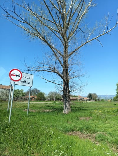 A daytime outdoor shot in Zimnitsa, Bulgaria, depicts a road sign next to a leafless tree in a grassy field. The road sign, indicating "No Overtaking," is in Bulgarian Cyrillic. Houses with red-tiled roofs are visible in the background, set against a clear blue sky. The grass is green and lush. Power lines are visible in the distance.