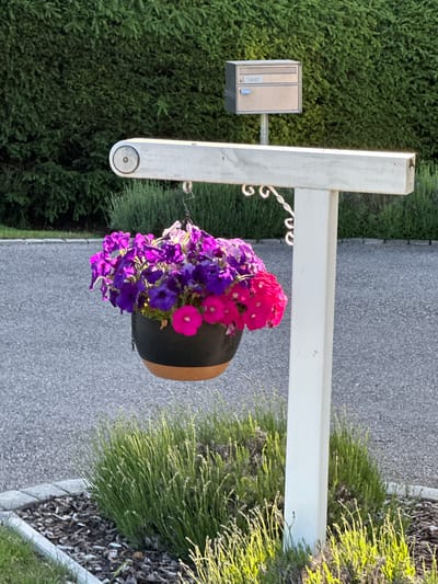 In Le Brassus, Switzerland, a hanging basket filled with vibrant purple and pink petunias is suspended from a white post. The basket is dark and circular with a lighter brown rim. The post itself is T-shaped, with a horizontal bar at the top and a vertical support. Decorative metal scrolls are attached to the side of the post, below the horizontal bar. In the background, a dense green hedge forms a backdrop, with a silver mailbox mounted on a pole to the left of the hedge. The ground in front of the hedge is a paved surface, likely asphalt, with a small garden bed containing green foliage and wood chips visible in the foreground. The scene is illuminated by sunlight, creating bright highlights on the flowers and foliage.