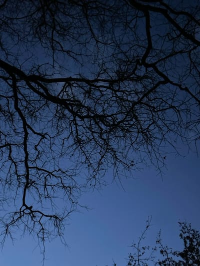 The image displays a captivating upward view through a dense canopy of bare, dark tree branches, silhouetted against a deep, graduated blue sky. The trees are deciduous, completely without leaves, strongly suggesting a late autumn or winter setting. The varying shades of blue in the sky, transitioning from darker to slightly lighter, clearly indicate the time of day is either dusk or the early evening hours. The sky is clear and cloudless, contributing to the serene atmosphere.
Several very small birds are subtly perched on the intricate branches, discernible upon closer inspection, adding a touch of life to the stark silhouettes. The composition highlights the delicate, fractal patterns of the branches against the vast expanse of the sky. The overall scene evokes a sense of tranquility and natural beauty, characteristic of twilight. This quiet moment is observed in Montalcino, Italy. No text is visible in the image.