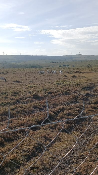 This image, captured in Kaputiei North ward, Kenya, depicts an expansive, arid landscape under a partly cloudy, light blue sky. In the immediate foreground, a metal chain-link fence, composed of interwoven wires, spans the lower third of the frame. Beyond the fence, the ground consists of dry, reddish-brown earth sparsely covered with low-lying, scrubby vegetation in brown and subdued green tones. In the midground, approximately a dozen light-colored livestock, consistent with sheep or goats, are clustered together. A single similar animal grazes independently to their left. The distant horizon reveals a low ridge featuring several structures: two multi-bladed wind turbines are visible on the far left, and multiple tall communication towers are present towards the right. No human figures are visible.