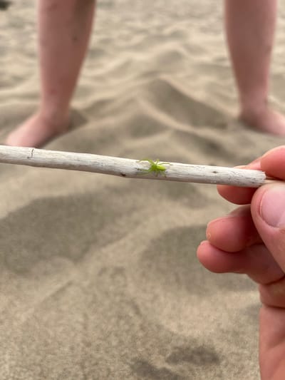 In Krasnoturansk, Russia, a close-up shot reveals a small, vibrant green spider resting on a weathered twig. The twig is held between the thumb and forefinger of a person whose hand is partially visible in the foreground. In the background, out of focus, are the legs of a child standing on a sandy surface, possibly a beach or a sand dune, suggesting an outdoor recreational setting. The sand exhibits subtle ripples and texture, indicating a natural environment. The lighting appears to be natural daylight, casting soft shadows. The overall scene is characterized by a focus on the delicate details of the spider and the natural elements.