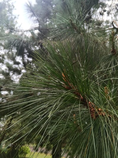Pine needles dominate the frame, radiating from a branch with small brown cones. The needles are long, thin, and green. Soft, diffused light washes over the scene, suggesting an overcast day. The background features more pine trees and hints of greenery, creating a forest setting. The focus is sharp on the foreground needles, with the background gradually fading into a blur.