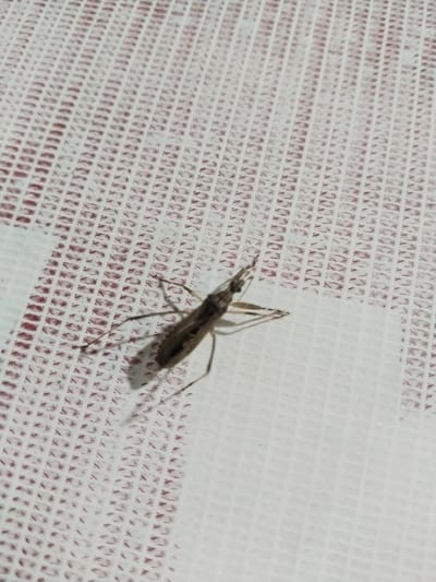A close-up, high-angle shot shows a dark brown insect with long, slender legs and a segmented body on a white, textured surface with a grid pattern. The insect is oriented diagonally from the bottom left to the upper right of the frame, with its head pointing towards the upper right. Its legs are spread out, with some appearing to be tucked under its body. The surface beneath the insect has a woven appearance, creating a subtle pattern of squares. The lighting is dim, casting a soft shadow to the right of the insect. The location is Bener, Indonesia.
